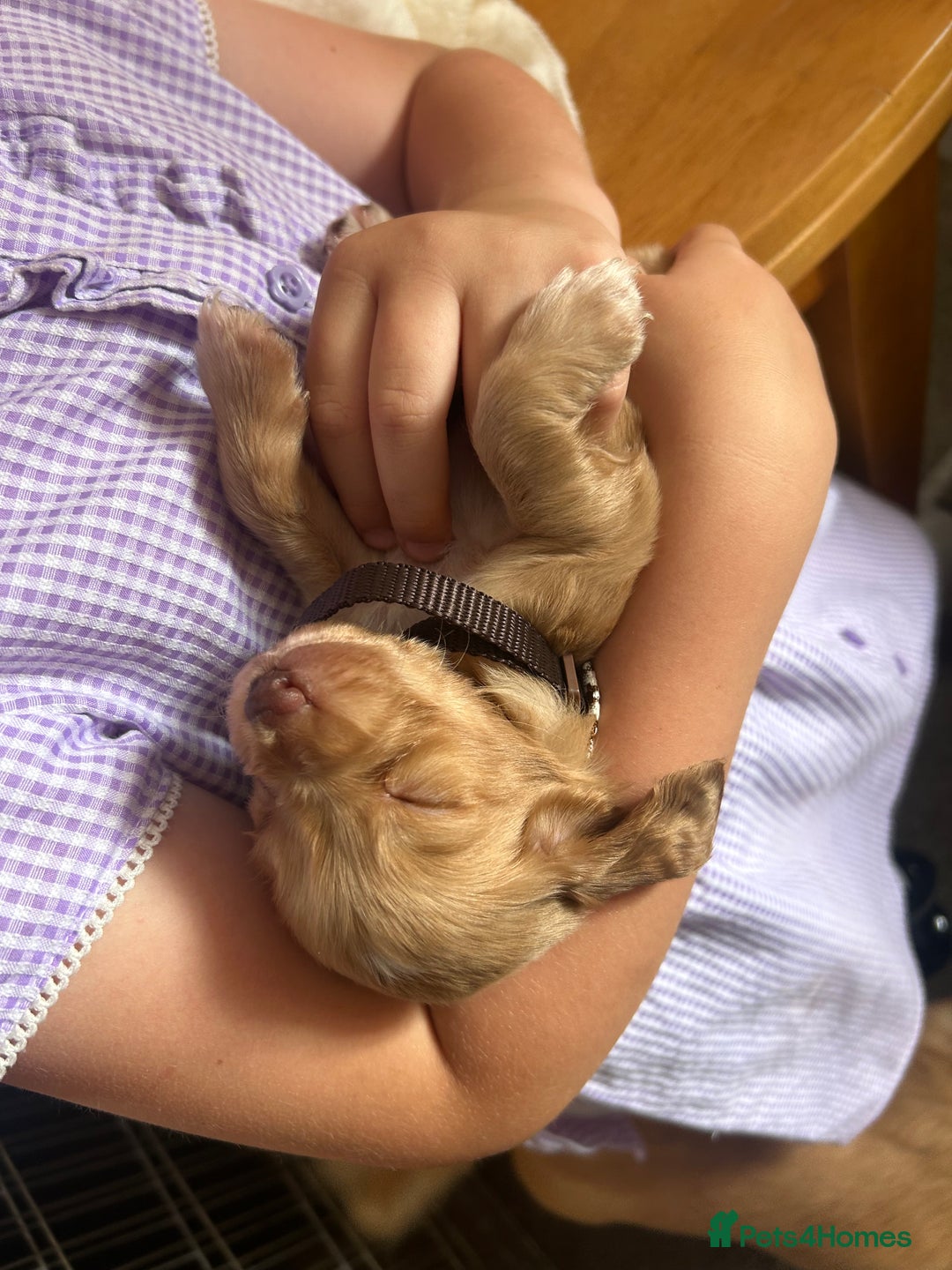Cocker Spaniel dogs for sale: Gorgeous Lemon Cocker Spaniel Pups in Fordingbridge - Image 13