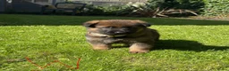 German Shepherd dogs for sale: GSD pups - Advert 8