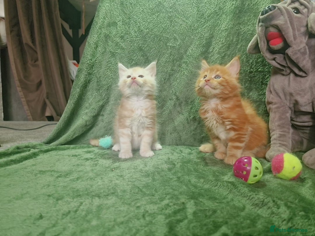 Maine Coon cats for sale: Planned summer babies looking for forever homes - Image 13