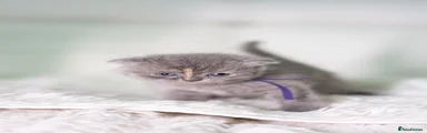 Scottish Fold 1