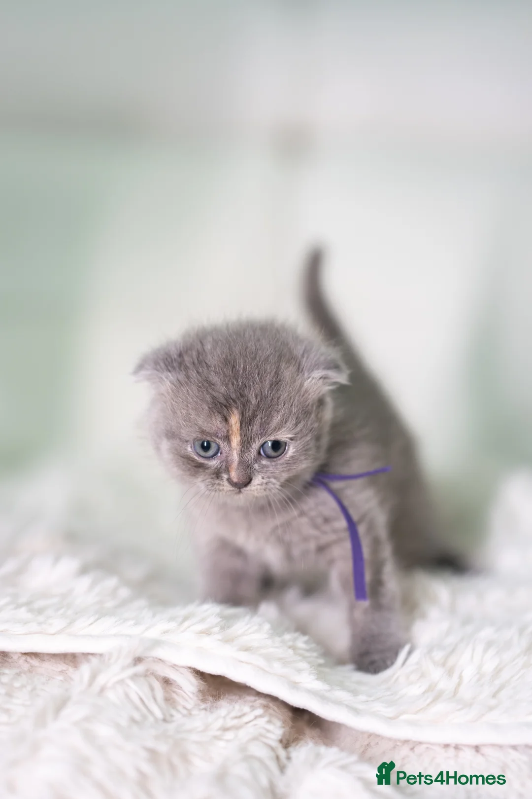 Scottish Fold cats for sale: Scottish fold/British short hair females  in Birmingham - Advert 15