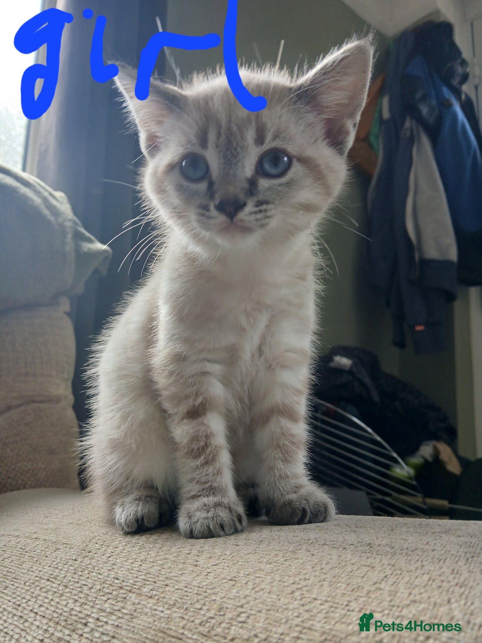 Mixed Breed cats Beautiful kittens looking for their forever home  - Advert 17