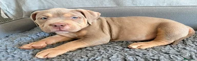 American Bully 1