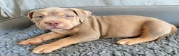 American Bully dogs for sale: Puppies for sale - Advert 4