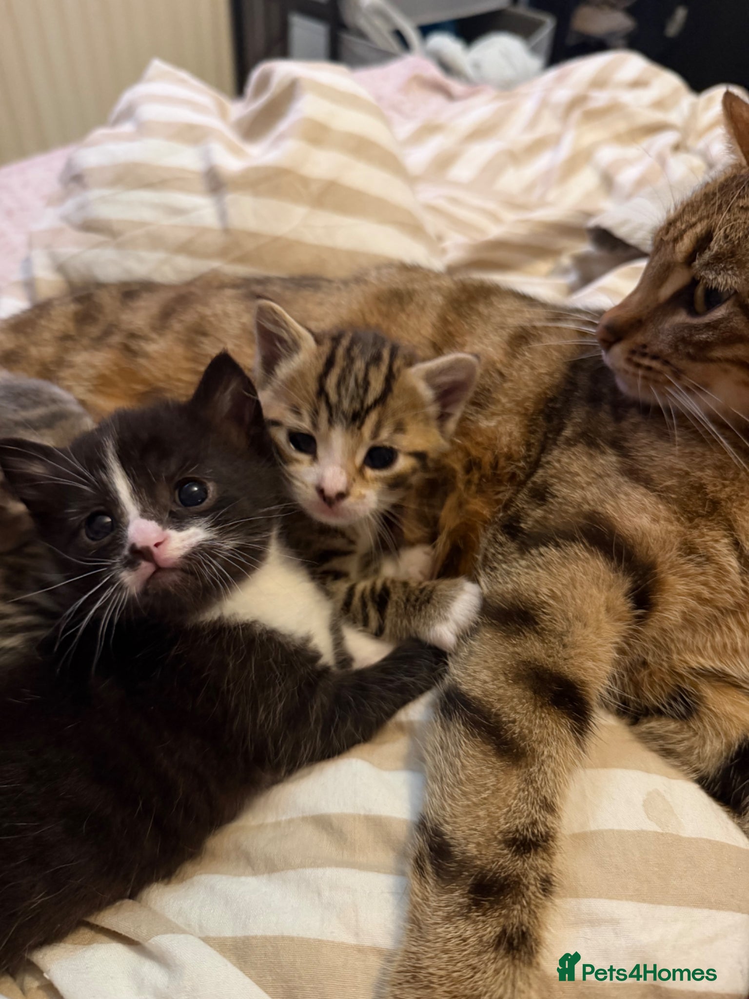Mixed Breed cats Beautiful kittens for sale  - Advert 1