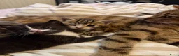 Mixed Breed cats for sale: Beautiful kittens for sale  in Uckfield - Advert 1