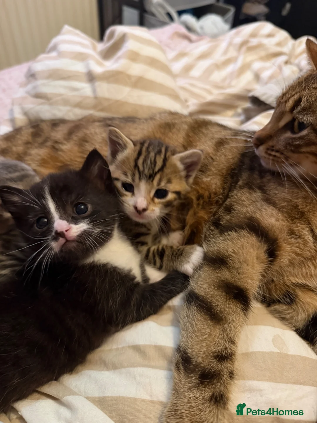 Mixed Breed cats for sale: Beautiful kittens for sale  in Uckfield - Advert 1