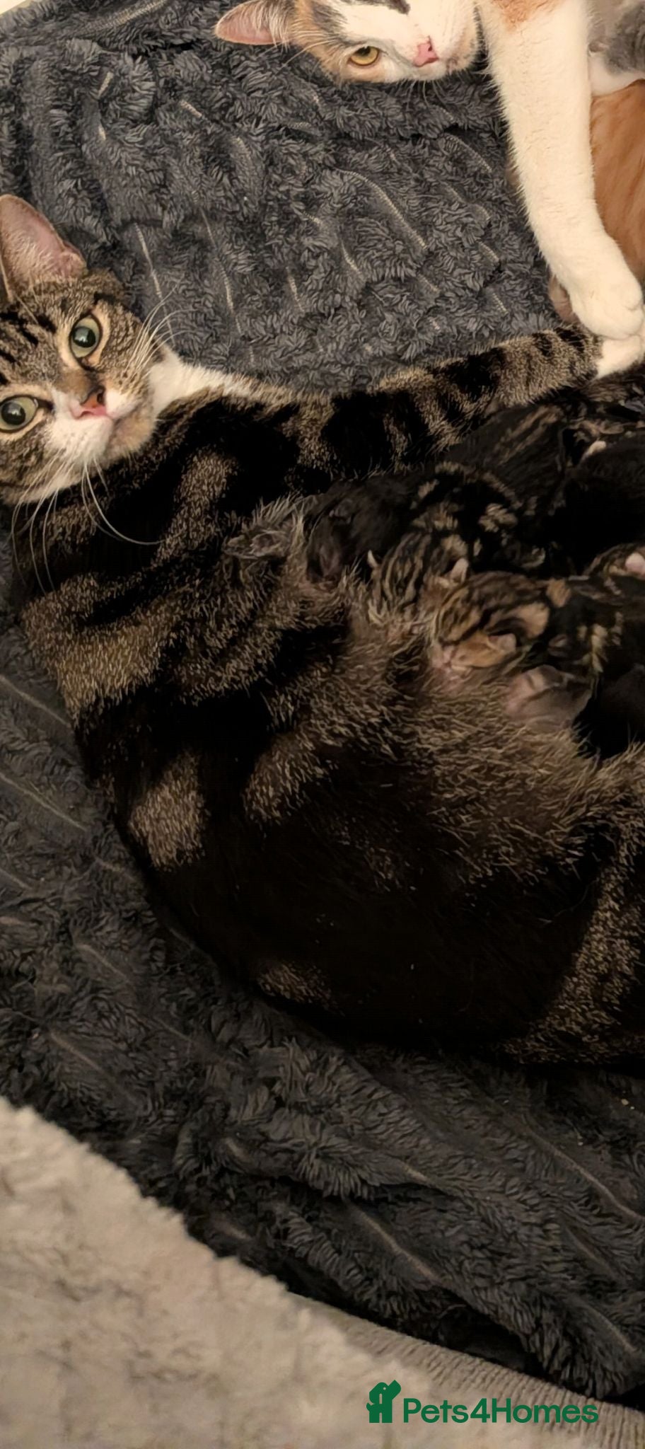 Mixed Breed cats 6 Gorgeous Tabby Mixes  - Advert 2