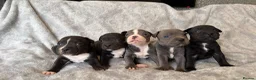 Staffordshire Bull Terrier dogs for sale: Stunning Staffordshire bull terrier puppies in Manchester - Advert 24