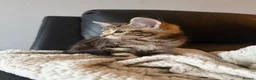 Mixed Breed cats for sale: Tabby kitten for sale in Ayr - Advert 2