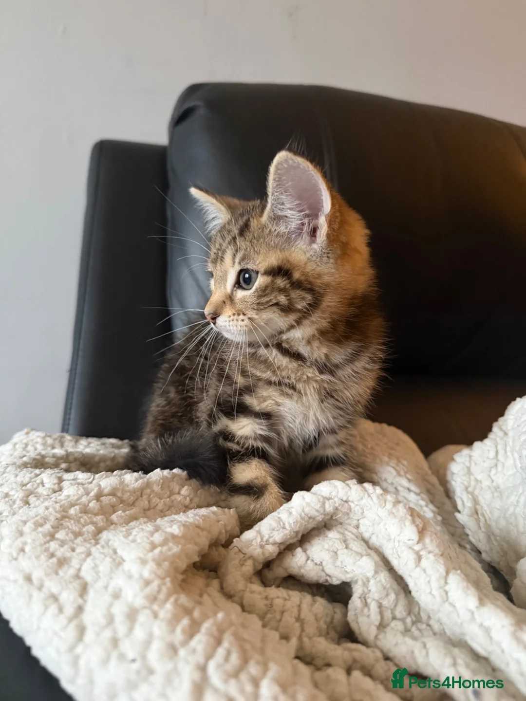 Mixed Breed cats for sale: Tabby kitten for sale in Ayr - Advert 2