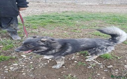 Mixed Breed dogs for adoption: Roberto - Norwich Norfolk  - Image 15