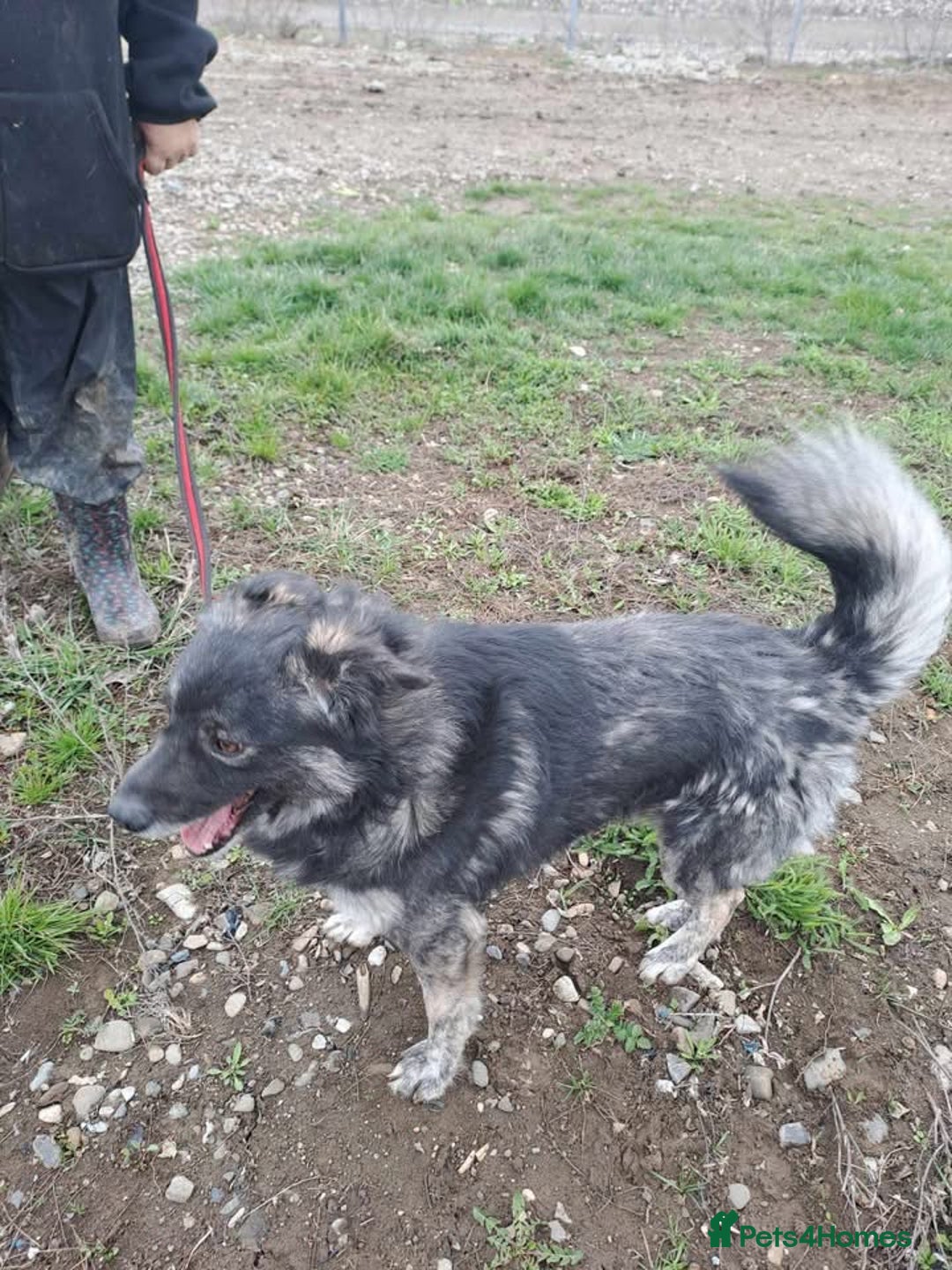 Mixed Breed dogs for adoption: Roberto - Norwich Norfolk  - Image 15
