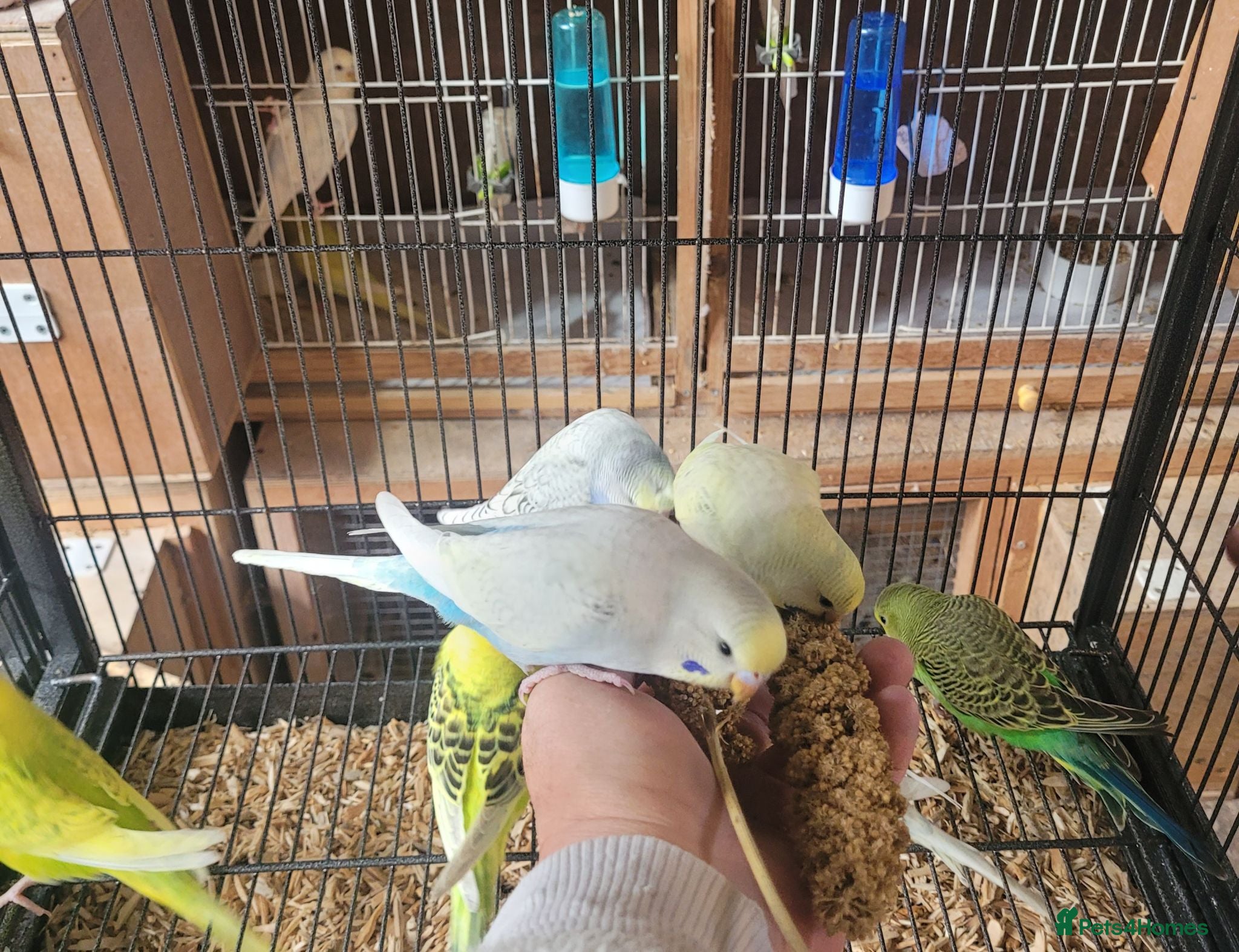 Budgerigars birds Semi to tame baby Budgies  - Advert 1