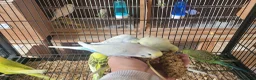Budgerigars birds for sale: Semi to tame baby Budgies  - Advert 1