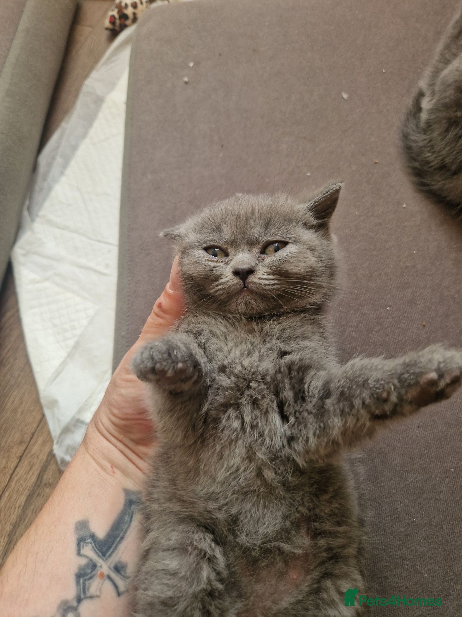 British Shorthair cats British shorthair kittens last 3 - Advert 6