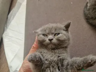 British Shorthair cats British shorthair kittens last 3 - Advert 4