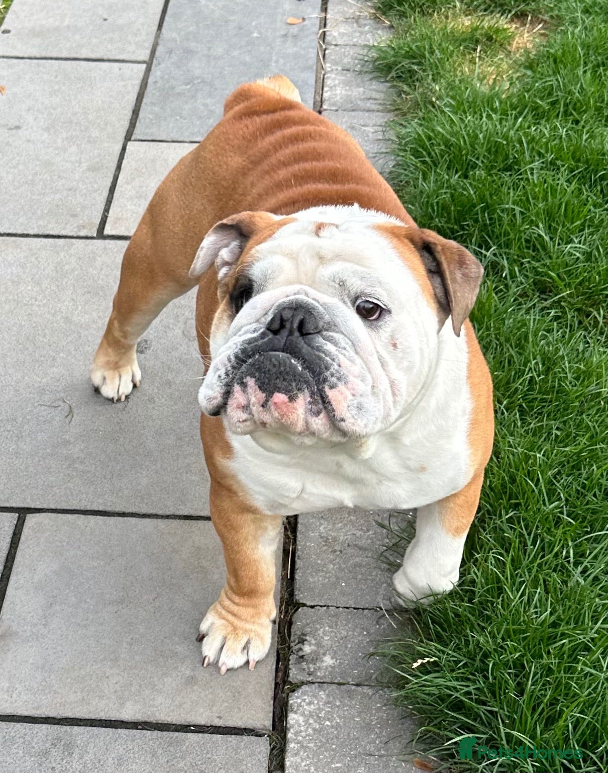 English Bulldog dogs 16month fabulous standard bulldog, male - Advert 1