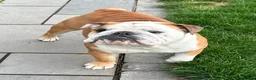 English Bulldog dogs for sale: 16month fabulous standard bulldog, male - Advert 1