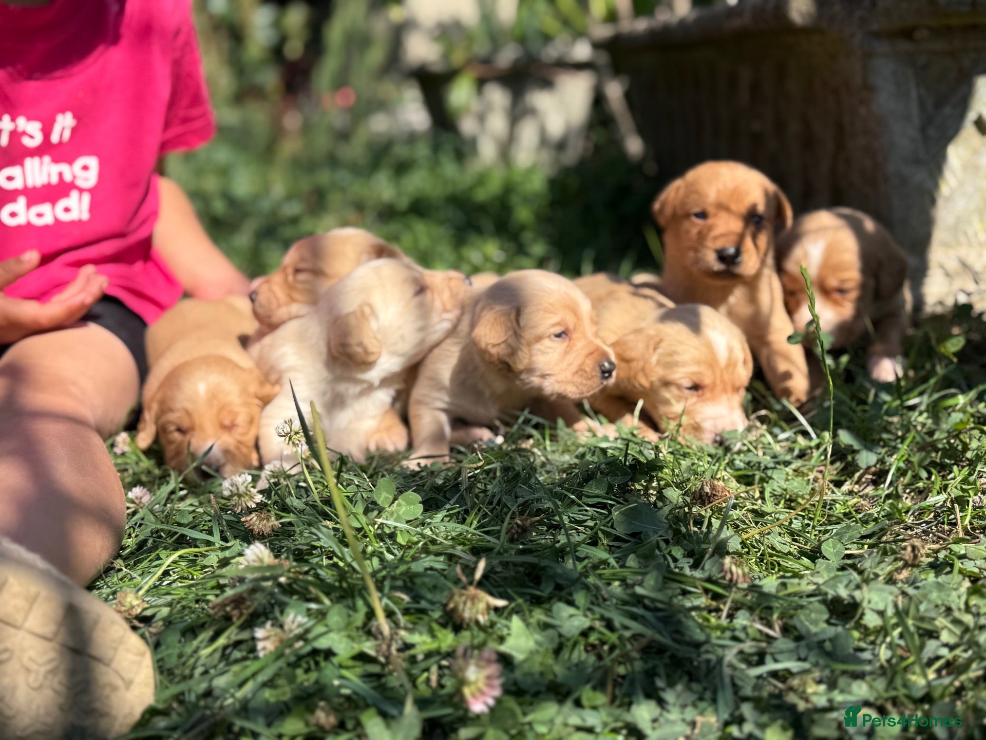 Cockerdor dogs Beautiful Deep Red Cockerdors DNA Clear - Advert 2
