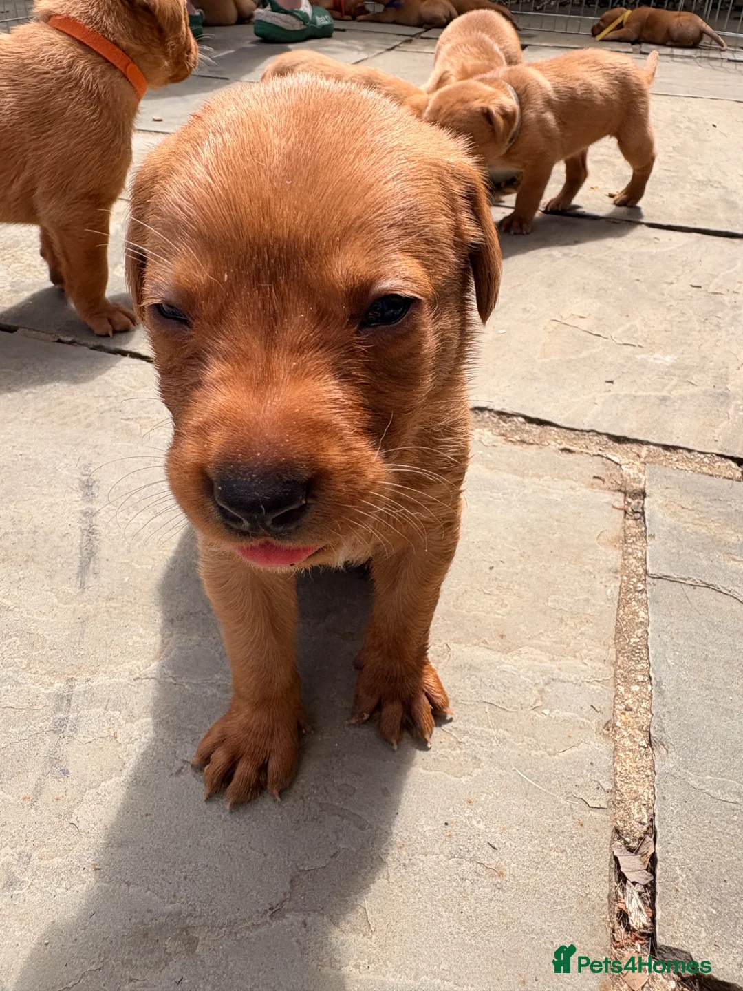 Labrador Retriever dogs for sale: Beautiful Pedigree Fox Red Labrador Puppies in Honiton - Advert 14