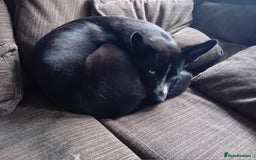 Mixed Breed dogs for sale: Female dog (1yr) for rehoming  - Image 2