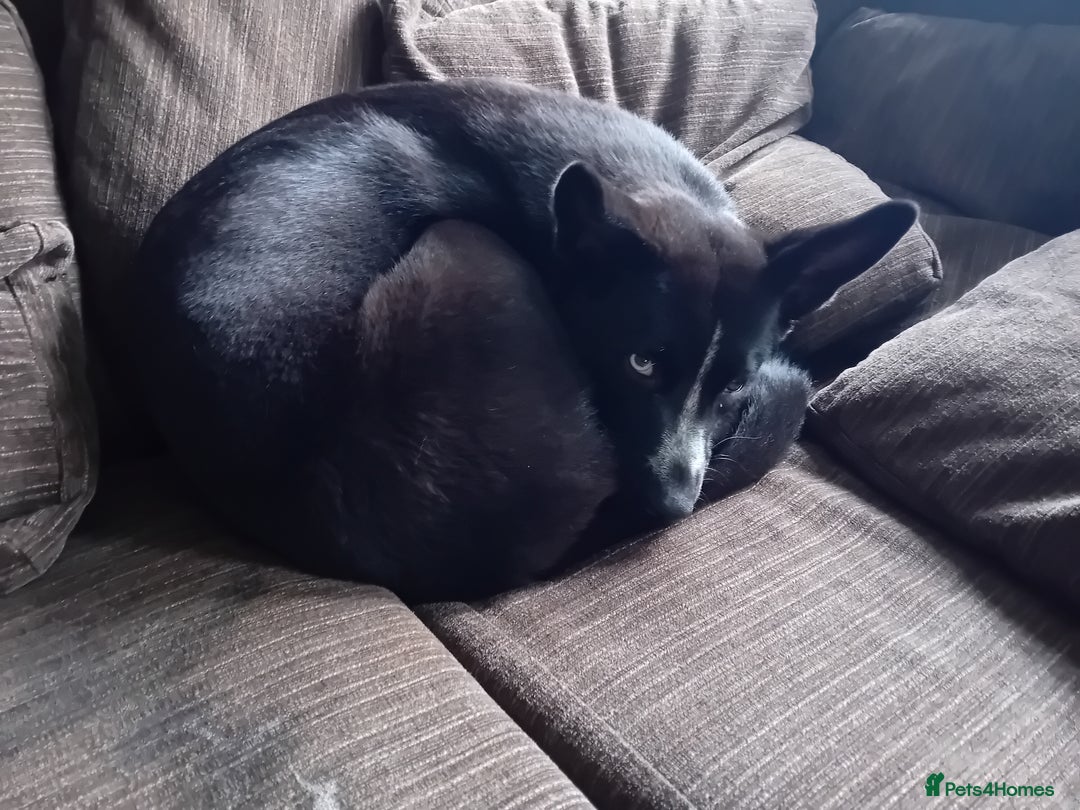 Mixed Breed dogs for sale: Female dog (1yr) for rehoming  - Image 2