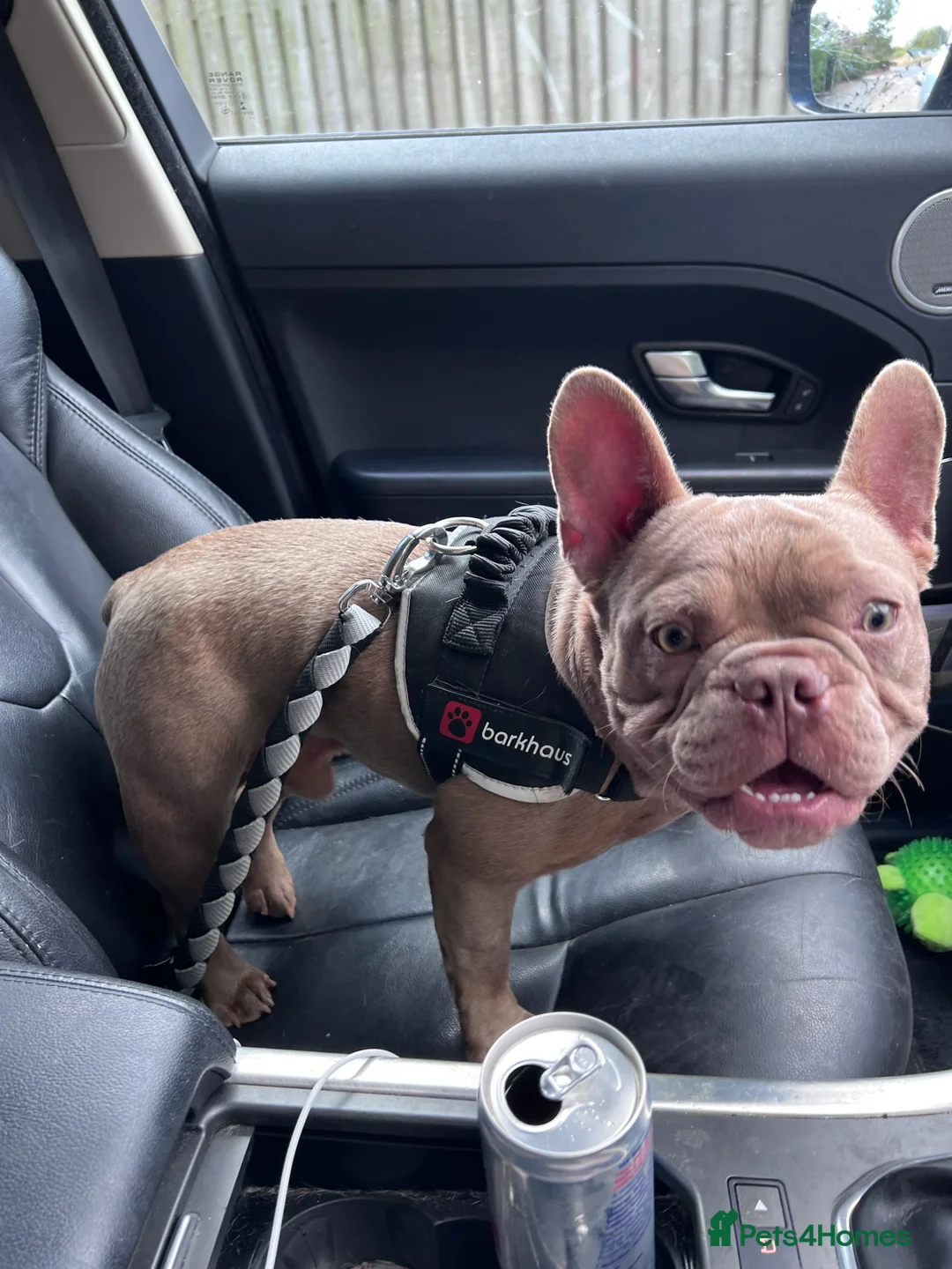 French Bulldog dogs for stud: Solid Isabella Frenchie Stud - Advert 2