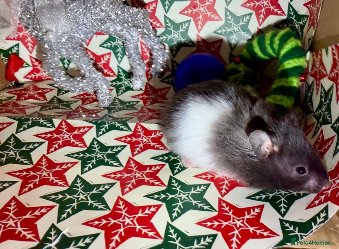 Hamster rodents for sale: Baby hamsters for sale - Advert 18