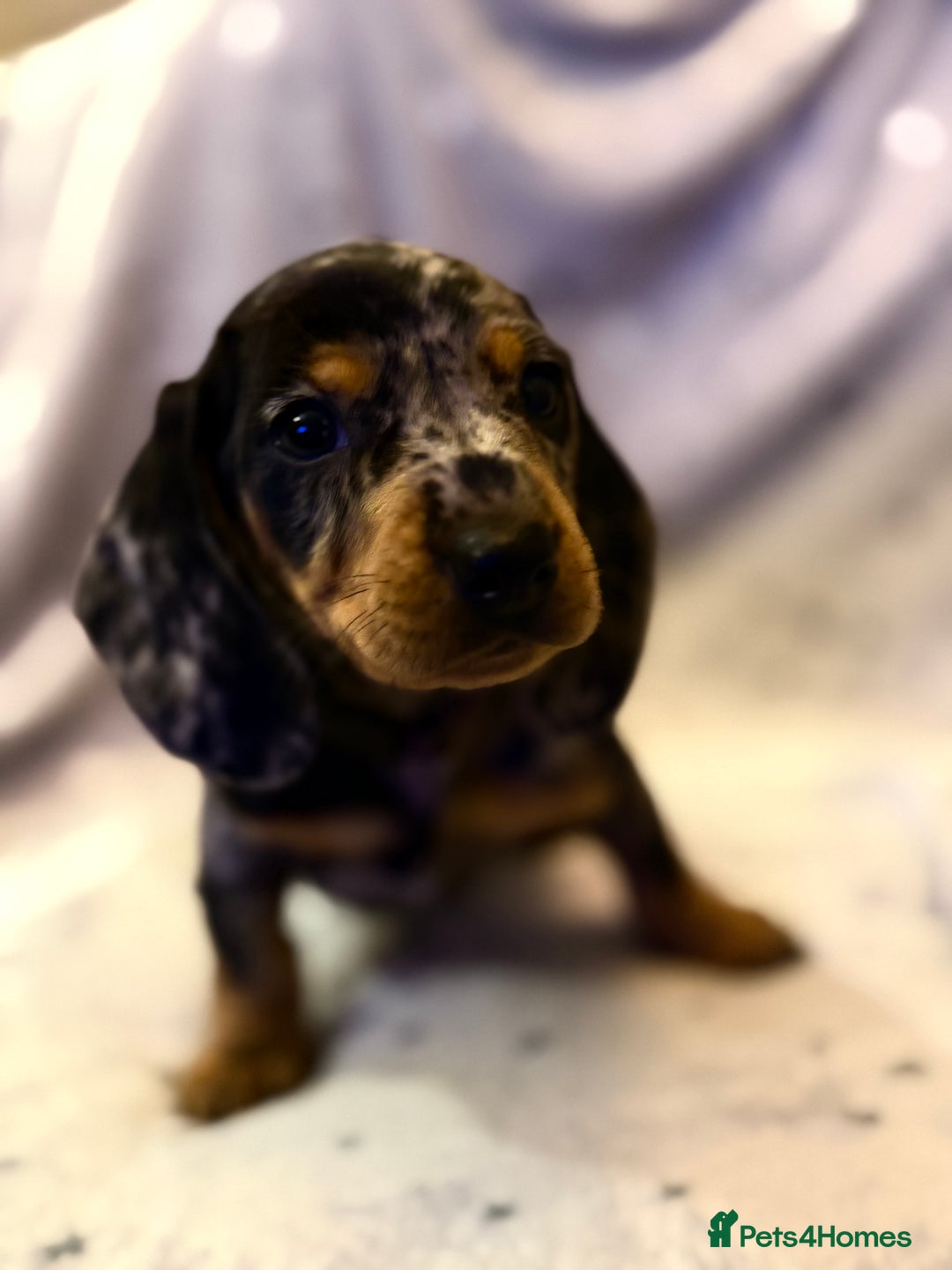 Miniature Dachshund dogs for sale: 5 gorgeous dachshund pups - Advert 3