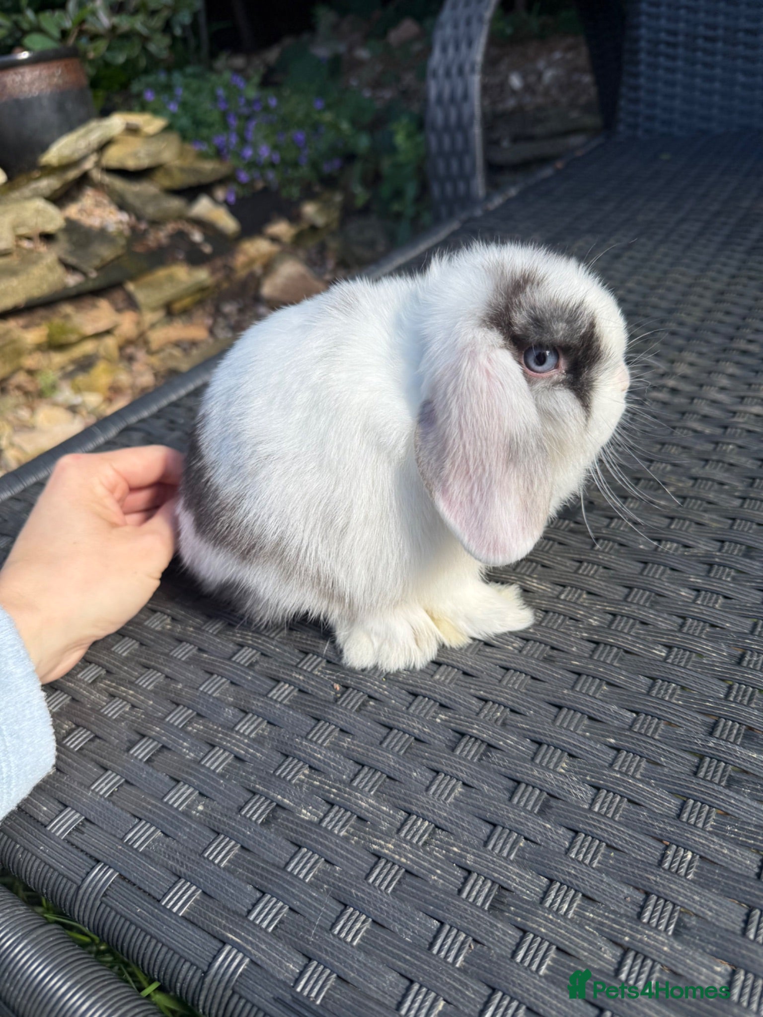 Mini Lop rabbits Baby mini lops available to reserve  - Advert 2