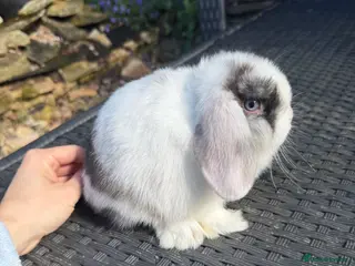 Mini Lop rabbits Baby mini lops available to reserve - Advert 1