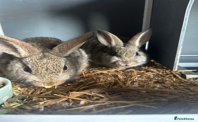 Mini Lop rabbits - Advert 1