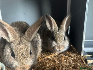 Mini Lop rabbits - Advert 3