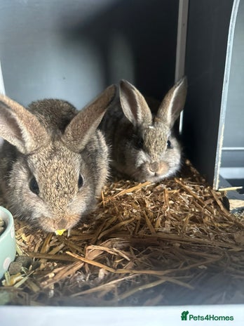 Mini Lop rabbits - Advert 8