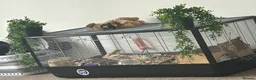 Hamster rodents for sale: Hamster EVERYTHING INCLUDED in Peterlee - Advert 2