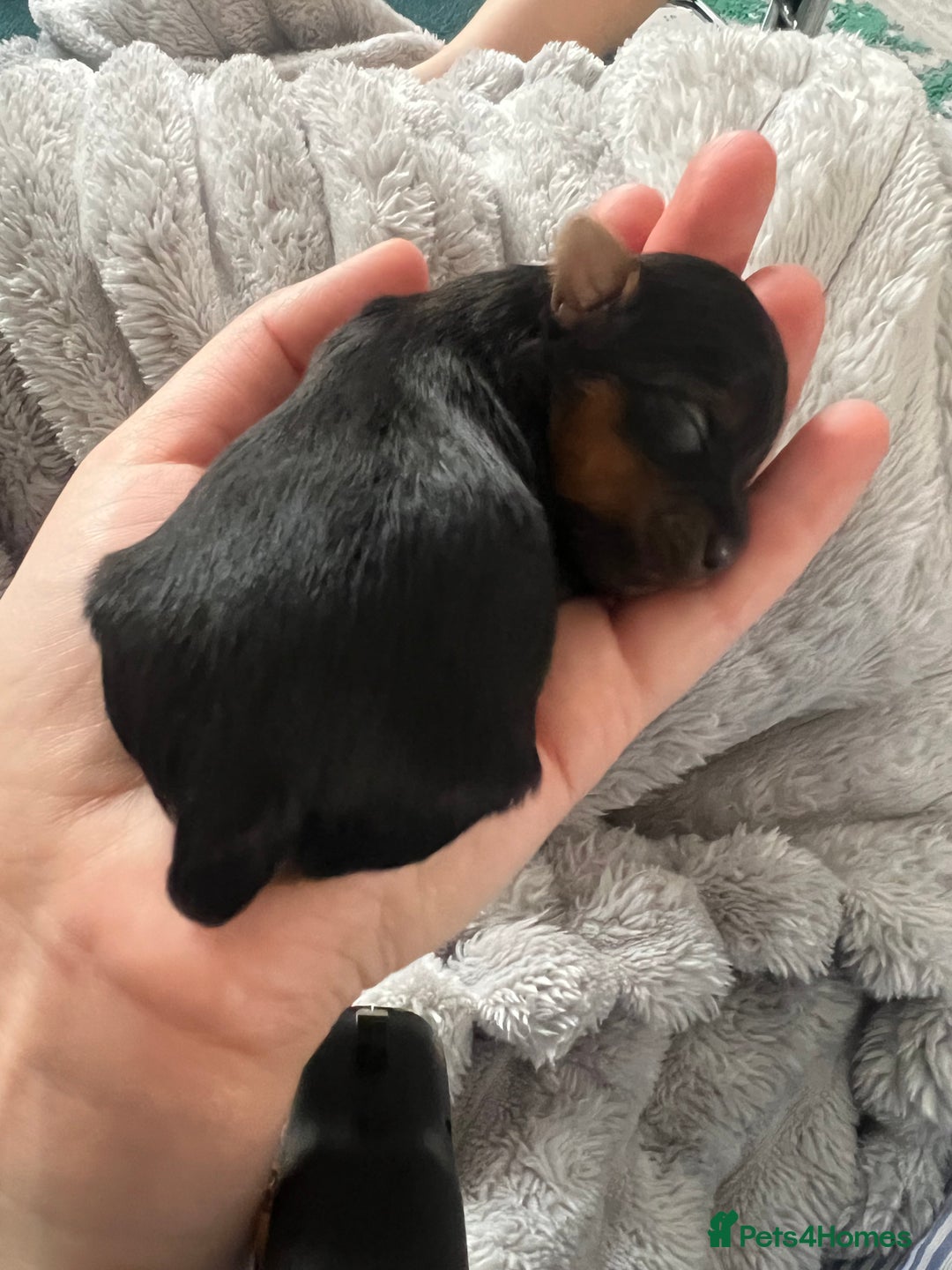 Yorkshire Terrier dogs for sale: Yorkshire Terrier puppies available from 14 Feb - Advert 3