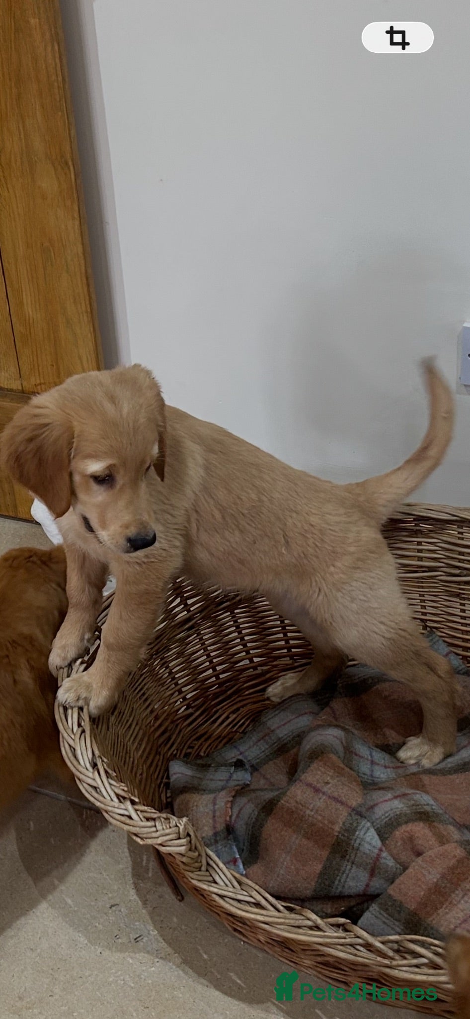 Golden Retriever dogs Quality KC Registered Golden Retriever Puppies - Advert 2
