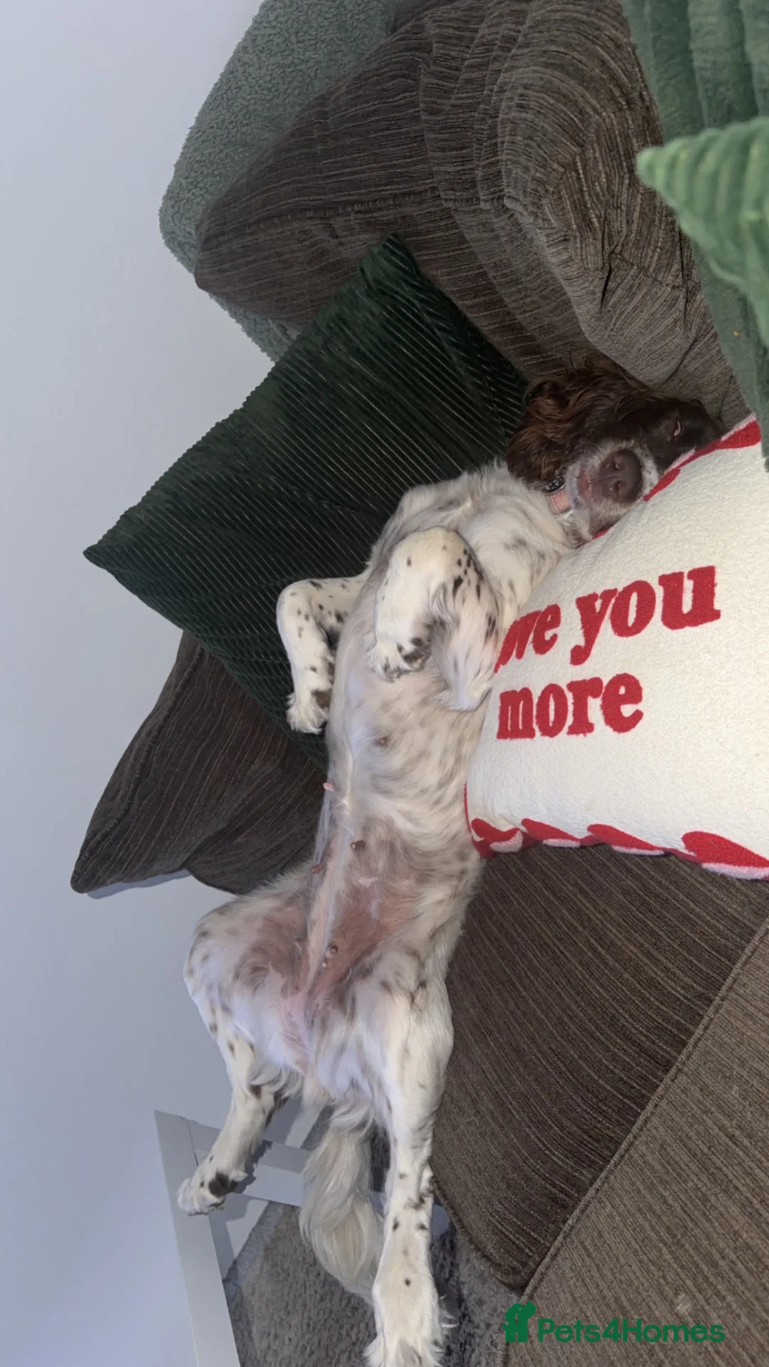 English Springer Spaniel dogs for sale: Luna  - Advert 2