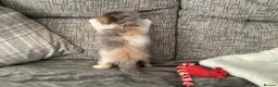 Persian cats for sale: Pure Persian Kitten - Advert 9