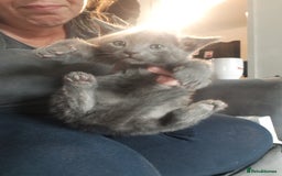 Bengal cats for sale: READY NOW 1 kitten left - Image 12