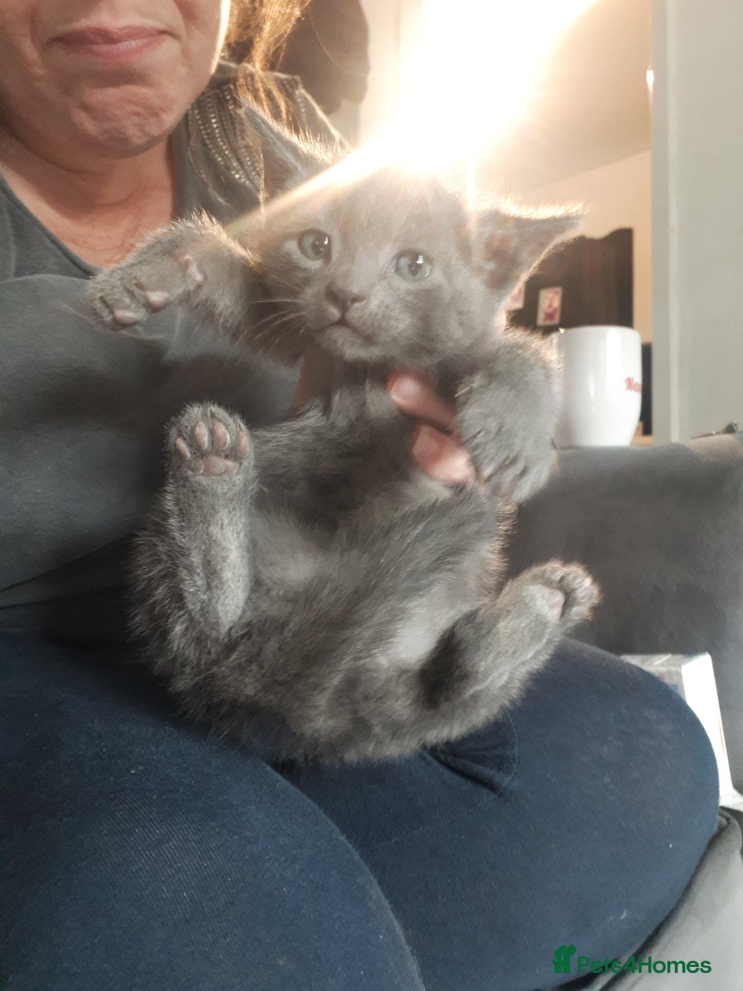 Bengal cats for sale: READY NOW 1 kitten left - Image 12