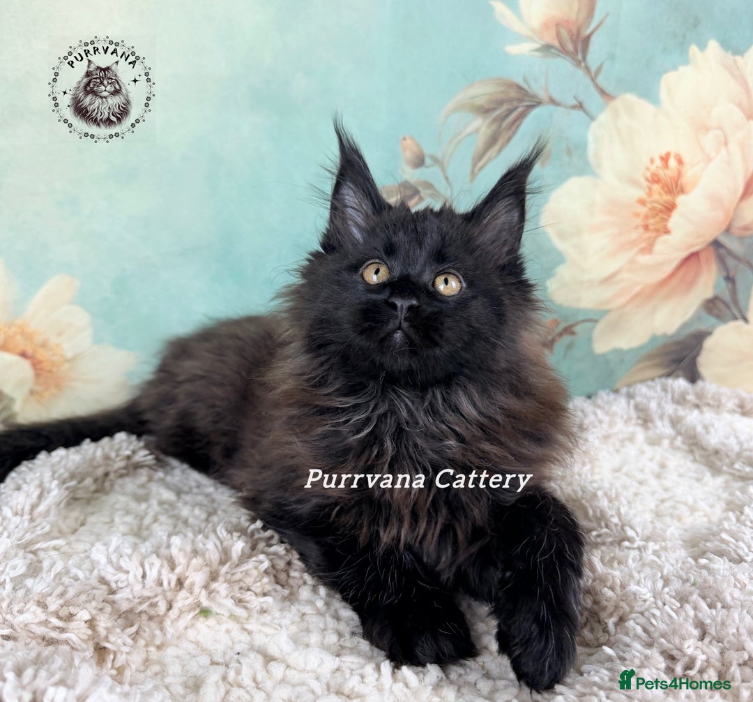 Maine Coon cats for sale: TICA registration Adorable Maine coon kittens - Advert 7