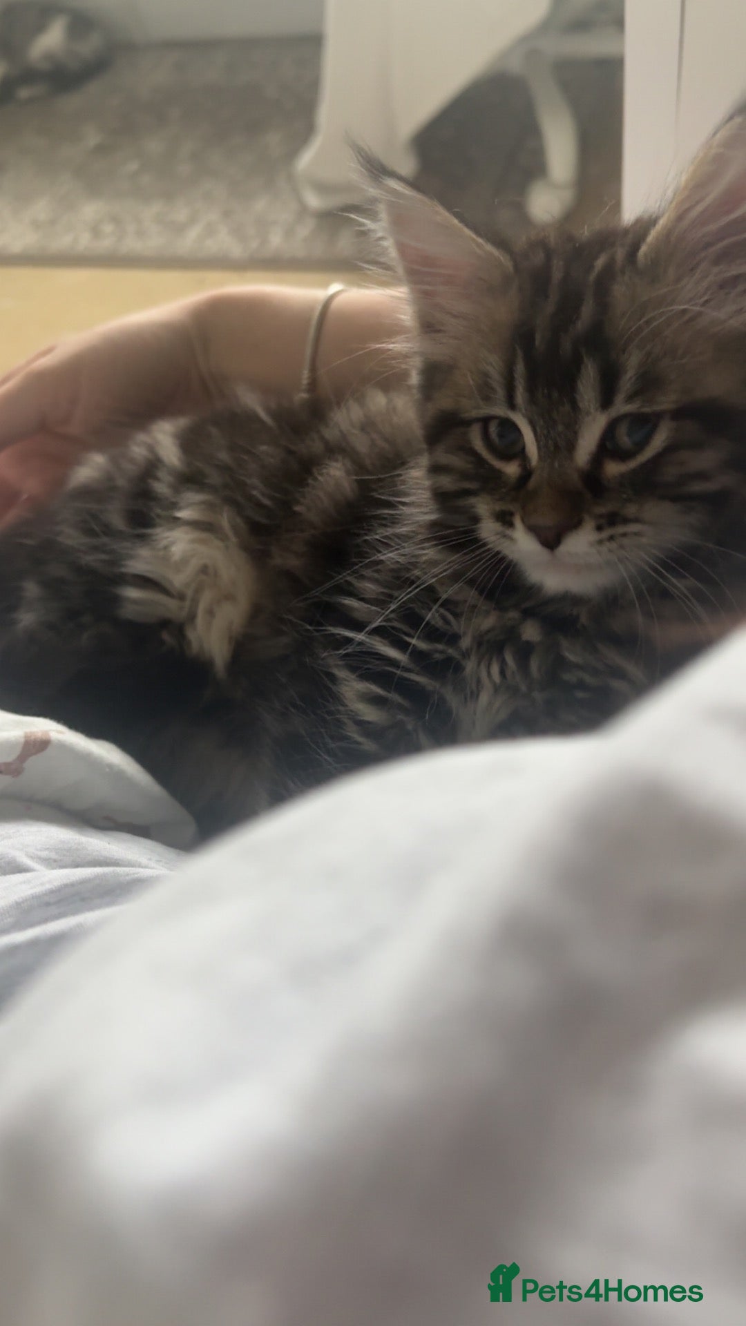 Maine Coon cats (REDUCED) 6 fluffy maine coone kittens  - Advert 2