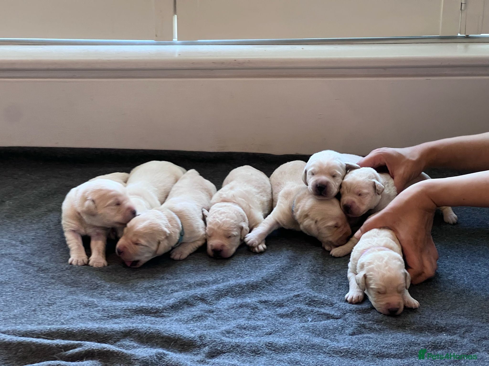 Labradoodle dogs 🐾 Homebred F2B Labradoodle Puppies 🐾 - Advert 1
