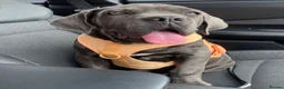Cane Corso dogs for sale: Beautiful blue cane corso female - Advert 8