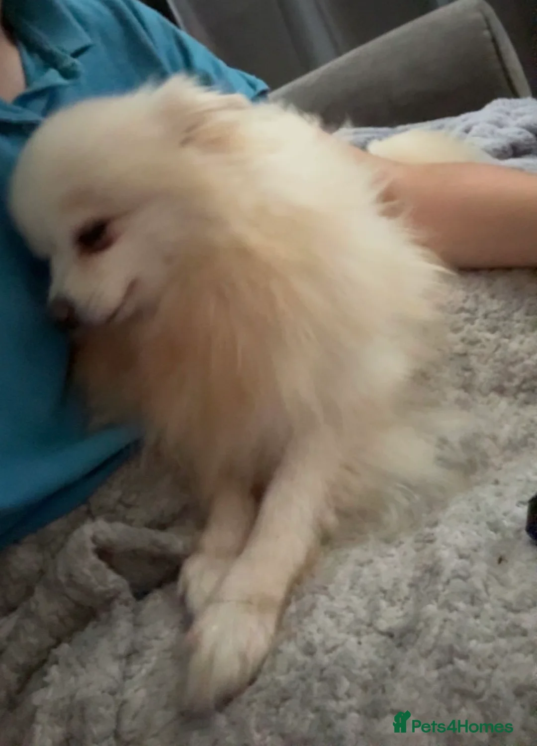 Pomeranian dogs for sale: Pomeranian for sale in Barnsley - Advert 1