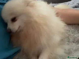 Pomeranian dogs Pomeranian for sale - Advert 2