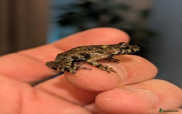 Frog reptiles for sale: Bombina oriental (fire bellie toads ) - Image 2