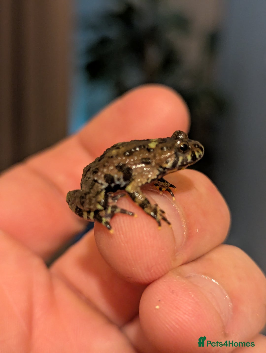 Frog reptiles for sale: Bombina oriental (fire bellie toads ) - Image 2